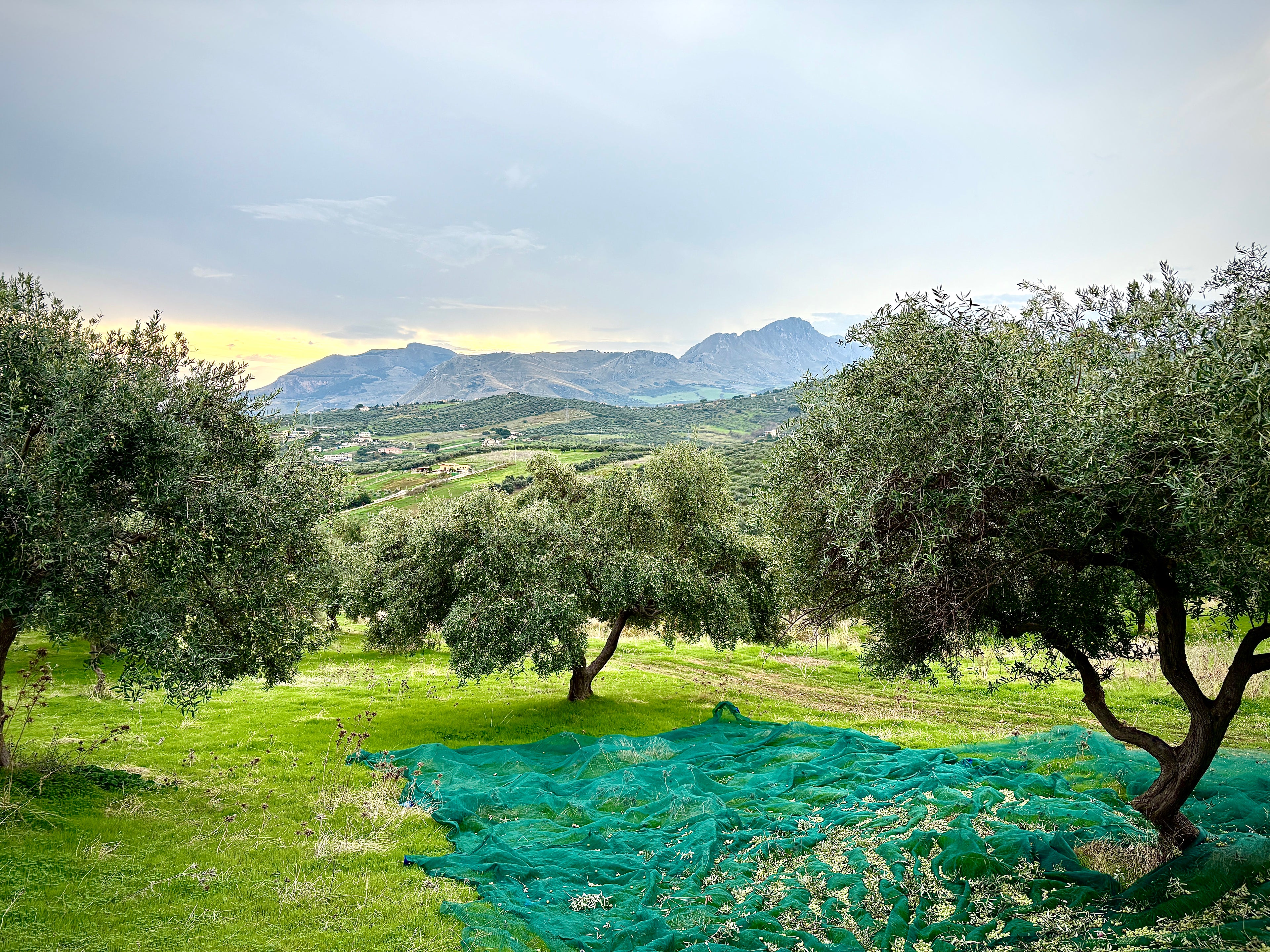 Olive trees in Sicily with a green net on a grassy field with mountains in the background