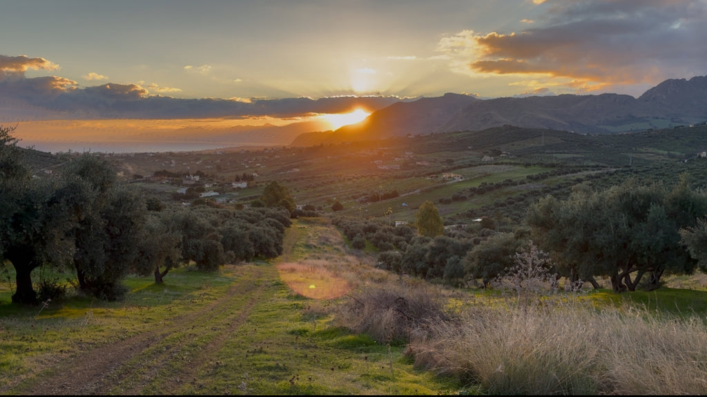 Sunset over a valley with olive trees and mountains in the background