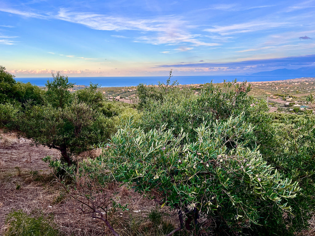 Olive trees in Bellacera with a view of the sea and sky