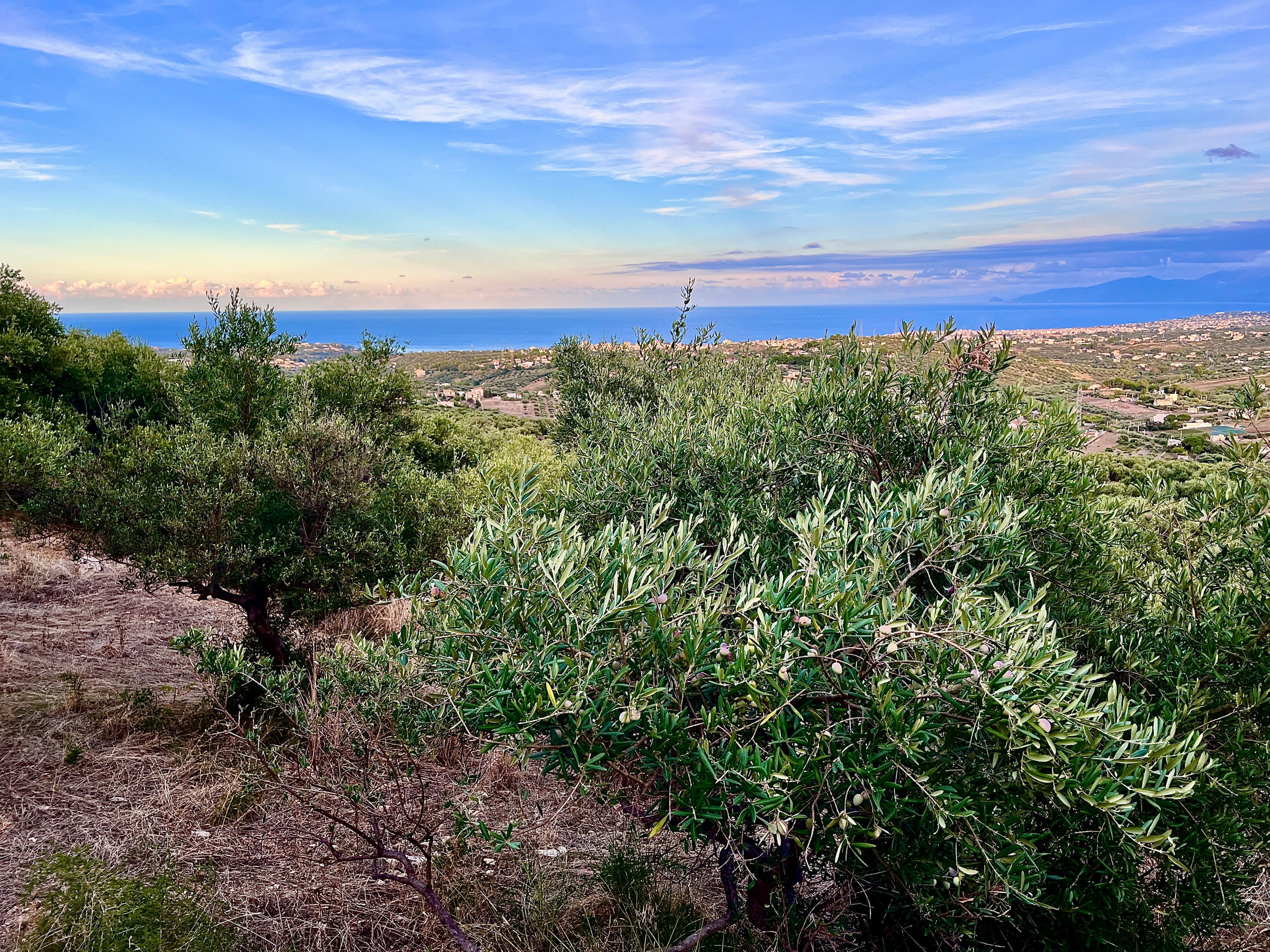 Olive trees in Bellacera with a view of the sea and sky