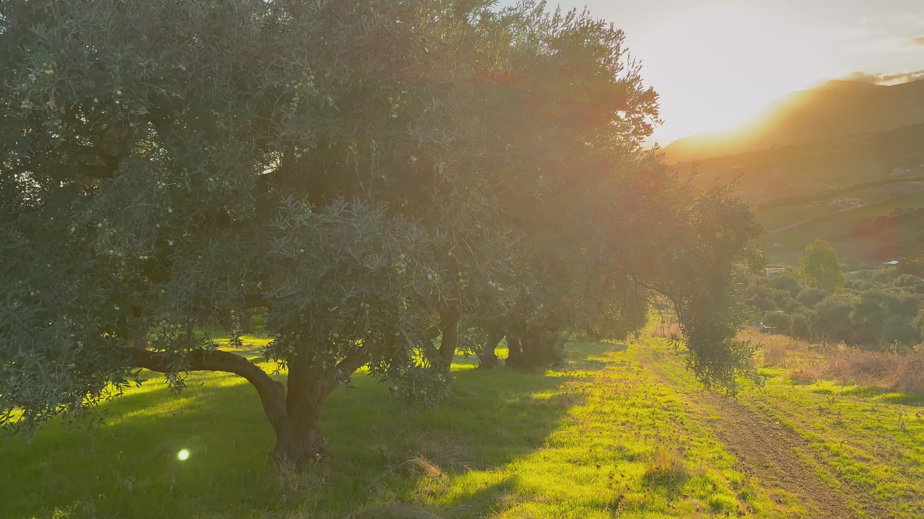 Cinematic aerial view of the ancient olive groves in Contrada Bellacera, Sicily, representing the heritage of Bellacera restorative skincare.